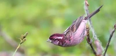 喜迎COP15丨《秘境生灵》摄影展在丽江市博物院开幕