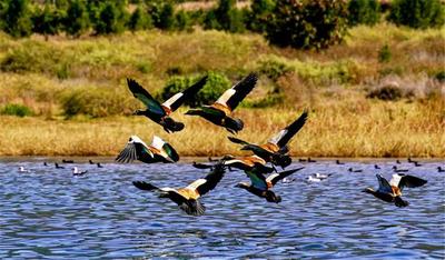 程海越冬候鸟数量创新高 丽江又添一观鸟胜地  