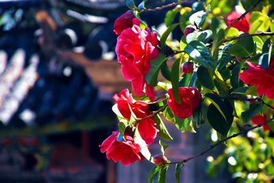 丽江四季，你最爱哪个季节？