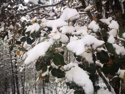 丽江2022初雪来了！