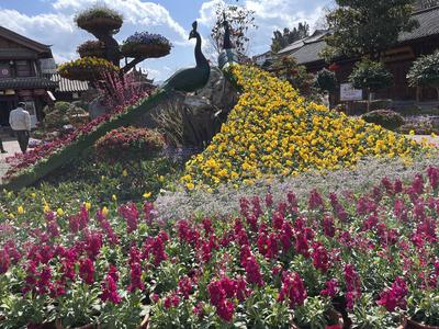 ​过年在丽江丨立春之日 古城寻春  