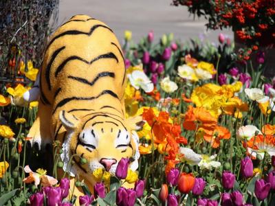 ​过年在丽江丨立春之日 古城寻春  