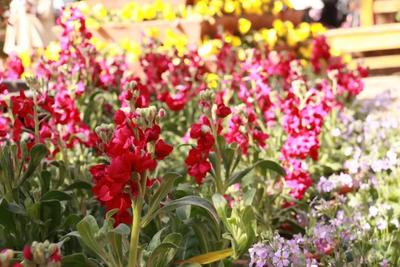 过年在丽江丨和美大研·喜迎新春 欢歌热舞 庆佳节