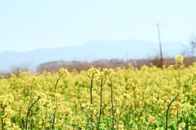 春游丽江｜油菜花已开，丽江等你来！