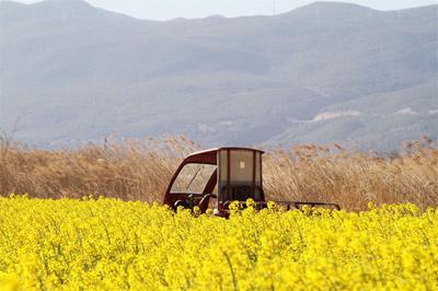 春游丽江｜油菜花已开，丽江等你来！
