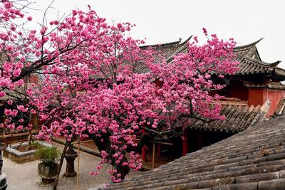春游丽江丨赶赴一场古寺樱花之约！