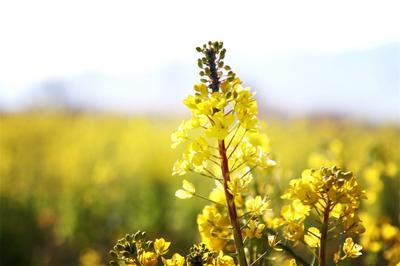 春游丽江｜油菜花已开，丽江等你来！