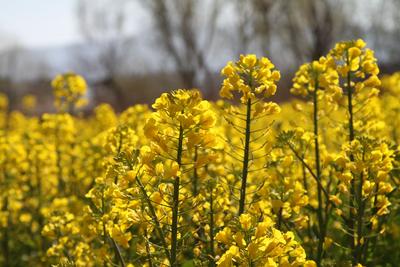 送你20张春日壁纸，一起到丽江过春天！