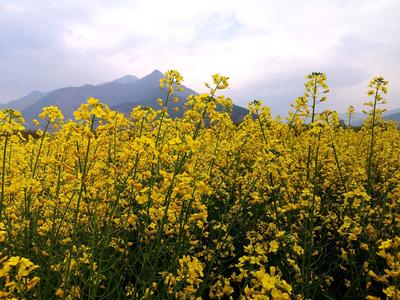 春游丽江丨乡村游，不负田园好春光！