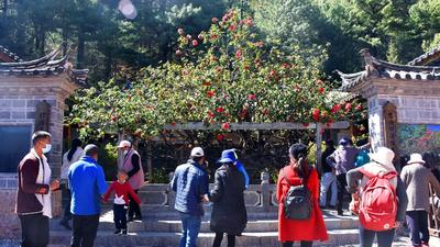 农历二月初八，丽江纳西族“三多节”！