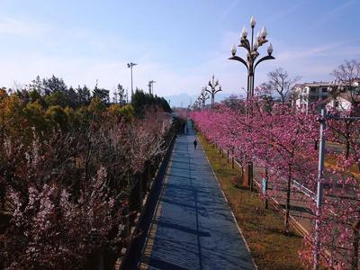 春游丽江｜樱花大道赏花——不负花时 不负佳期
