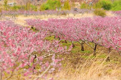 春游丽江丨春季乡村游线路推介给你！
