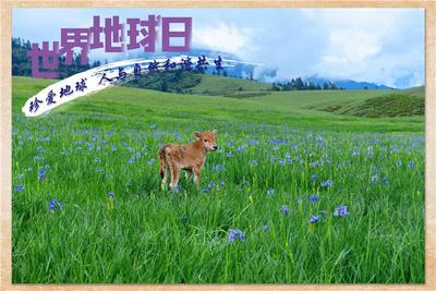 世界地球日丨人与自然和谐共生 成就丽江之美