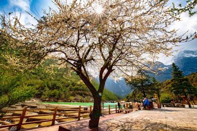 春暖花开 丽江欢迎您｜丽江媒体网络大v探春进行时