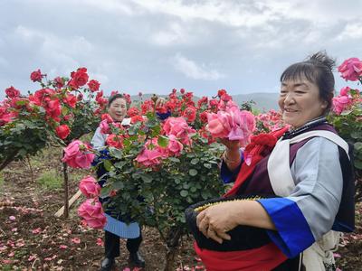 发展乡村旅游，促进共同富裕，走进丽江全国乡村旅游重点村均良！