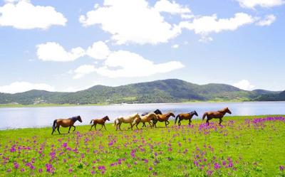 丽江小众秘境指南｜打卡文海吧 那里正繁花似锦 绿草如茵