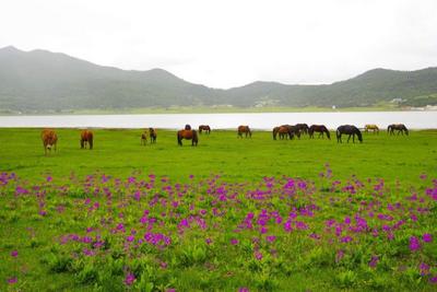 丽江小众秘境指南｜打卡文海吧 那里正繁花似锦 绿草如茵