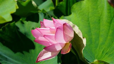 游云南 正当时丨这个夏天，丽江三川“荷”你有约！