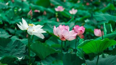 夏日出游｜丽江永胜三川坝荷花盛开，快来打卡观美景，品美食！
