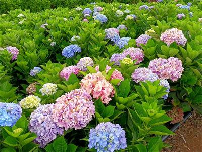 不能错过的丽江绝美打卡地 童话世界氛围感拉满