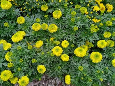 国庆假期｜三万多盆菊花装点丽江古城  秋色缤纷