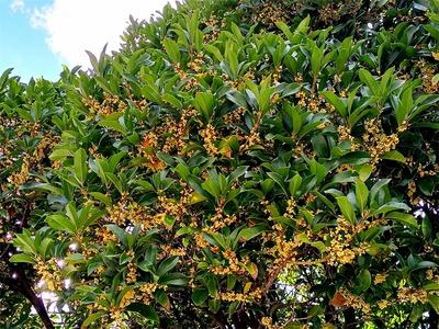 金秋九月 丽江尽是桂花香