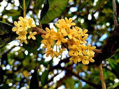 金秋九月 丽江尽是桂花香