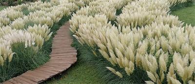 白露 | 到丽江赏花采摘去