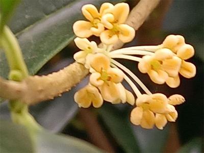 金秋九月 丽江尽是桂花香