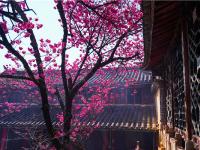 图集 | 丽江普济寺樱花 穿越300多年的艳丽