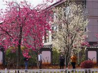 图集 | 丽江樱花大道 花正艳 景正好