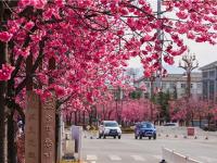 图集 | 丽江樱花大道 花正艳 景正好
