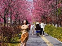 图集 | 丽江樱花大道 花正艳 景正好