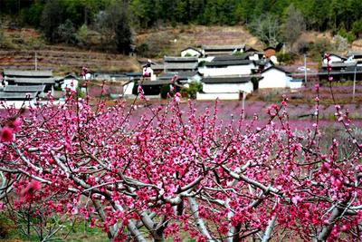 阳春三月，丽江吉北科桃花盛开，秀美乡村引客来