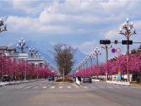 图集 | 丽江樱花大道 花正艳 景正好