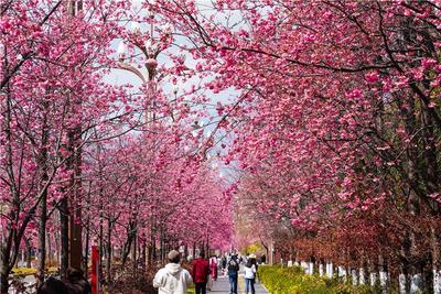 有一种叫云南的生活｜ 春生万物 点“靓”丽江