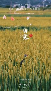 文明花开彩云南丨白露，来丽江邂逅秋日美景