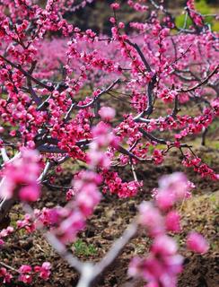 有一种欢乐叫做丽江过“村节”——3月30日拉市桃花节 不见不散！