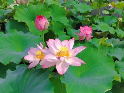 荷花绽放，丽江三川田园风光如诗如画