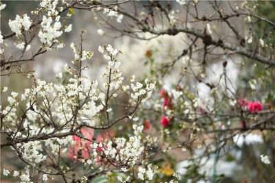 2020年放假安排公布！请收好这份超全的楚雄假日游玩指南！