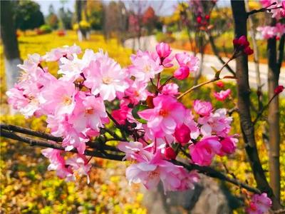 楚雄：春暖花开“云赏花”，第一张就美翻了……