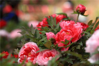 楚雄：春暖花开“云赏花”，第一张就美翻了……