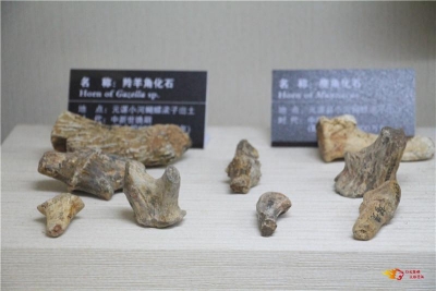 春暖花开，元谋人博物馆等你来！
