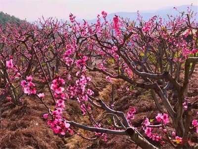 楚雄这些地方的桃花开啦！漫山花儿明媚了春光