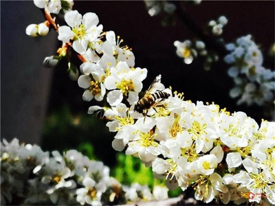 元谋县新华乡万亩桃李吐芬芳 惊艳了流年里的盈盈春光