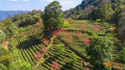 疫情不误春光美，楚雄这些美丽乡村风景如画