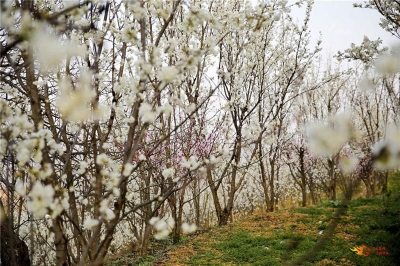 每逢初春花如雪，紫溪山樱桃花开惹人醉