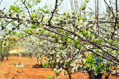 元谋县新华乡万亩桃李吐芬芳 惊艳了流年里的盈盈春光
