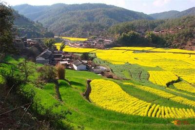 双柏：查姆湖畔菜花黄  农旅融合成效好