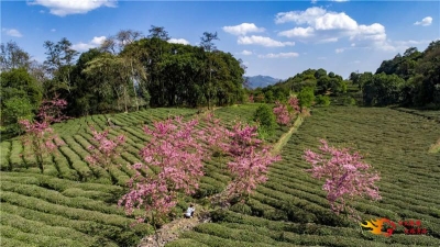 双柏县加快推进半山酒店项目建设